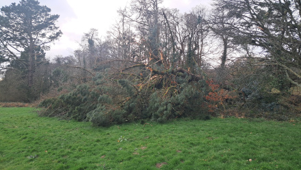 Grass in foreground. First tree branches from a fallen tree lying on the river bank with thr trunk just visible straddling the river.