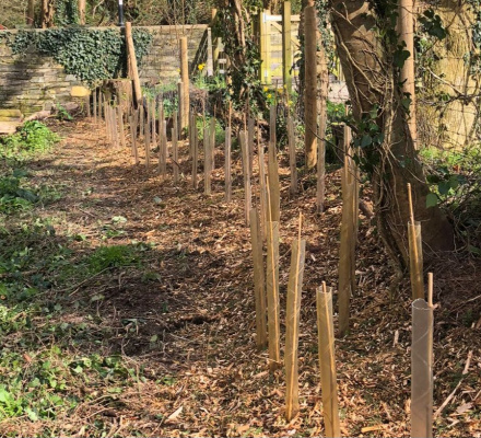 Trees planted in two rows to form a hedge  Wood chippings on the floor.