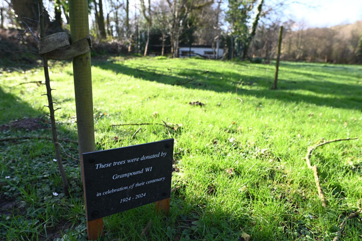 A plaque stands next to young tree on a grassy Ham field.